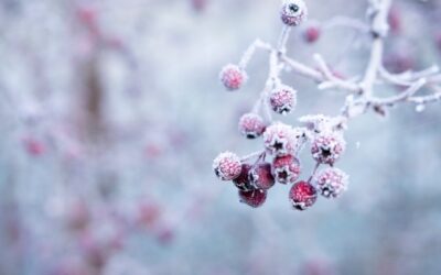 Five Tips for a Healthy Winter