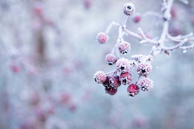 Five Tips for a Healthy Winter