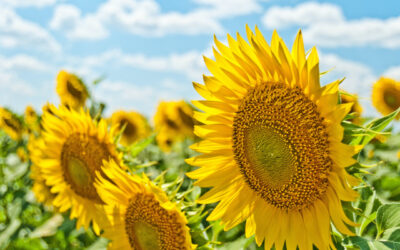 Five Tips for a Healthy Summer