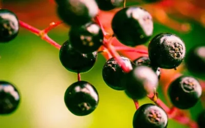 Elderberry Syrup Recipe