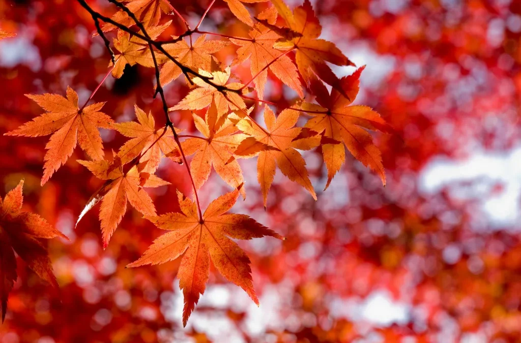 Five Tips for a Healthy Autumn