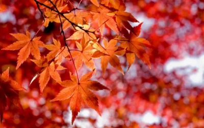 Five Tips for a Healthy Autumn